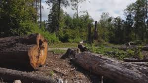 Best Hazardous Tree Removal  in Hernando Beach, FL