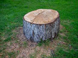 Best Tree Mulching  in Hernando Beach, FL