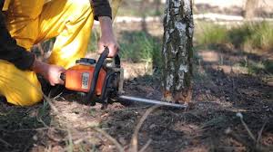 Best Lawn Renovation and Restoration  in Hernando Beach, FL