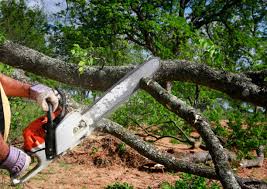 Best Lot and Land Clearing  in Hernando Beach, FL