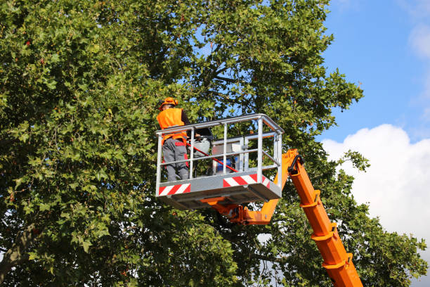  Hernando Beach, FL Tree Services Pros