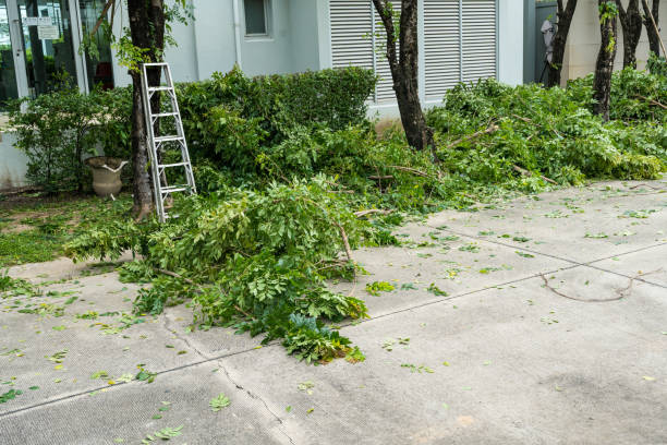 Best Lawn Disease Treatment  in Hernando Beach, FL