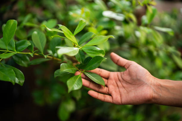 Lawn Pest Prevention in Hernando Beach, FL