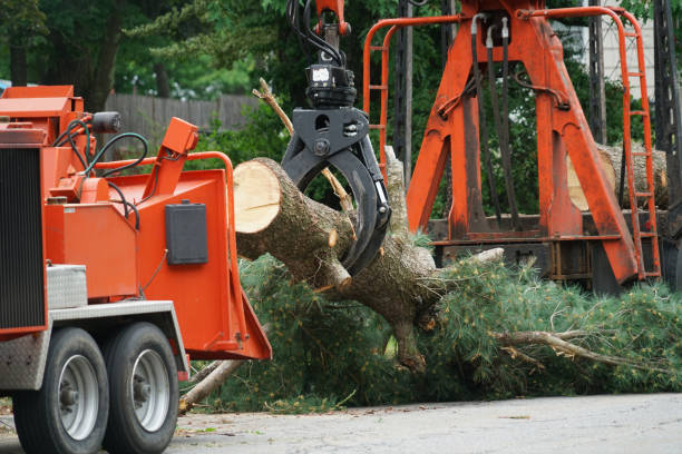 How Our Tree Care Process Works  in  Hernando Beach, FL