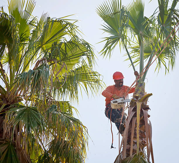 Organic Lawn Care Solutions in Hernando Beach, FL