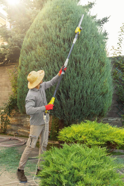 Best Commercial Tree Services  in Hernando Beach, FL